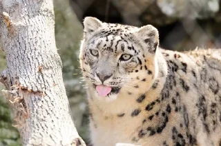 ❄ emoji Snow leopard Telegram sticker 6 of 38
