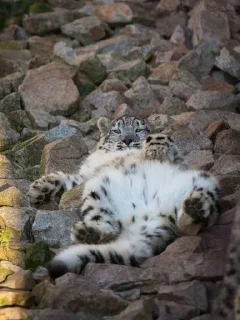 ❄ emoji Snow leopard Telegram sticker 8 of 38