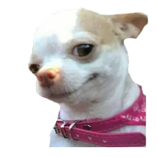 ☺️ emoji CHIHUAHUAS - [Instagram: @WiStickers] Telegram sticker 7 of 27