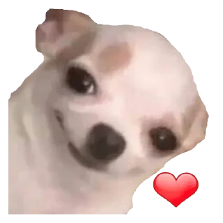 ❤️ emoji CHIHUAHUAS - [Instagram: @WiStickers] Telegram sticker 16 of 27