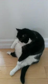 Sticker from Chonky Bois