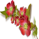Sticker from ❀ Canal Jardim Secreto ❀