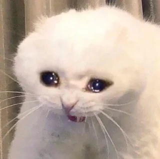 Sticker from gatinhos triste