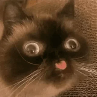 😜 emoji Gatinhos do Zap Telegram sticker 13 of 48