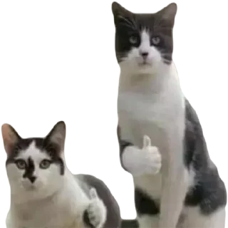 👍 emoji Gatinhos do Zap Telegram sticker 2 of 48