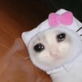 😭 emoji Gatinhos do Zap Telegram sticker 12 of 48
