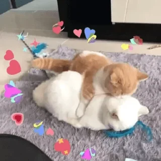 ❤️ emoji Gatinhos do Zap Telegram sticker 5 of 48