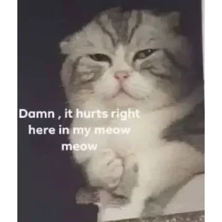 😭 emoji Gatinhos do Zap Telegram sticker 8 of 48