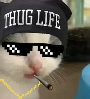 😎 emoji Gatinhos @moon131203 Telegram sticker 23 of 41