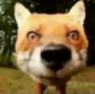 🦊 emoji Encuestas de mierda jpg. 😎👌 Telegram sticker 24 of 68