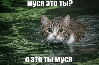 🌟 emoji че за имба стикерпак Telegram sticker 5 of 34
