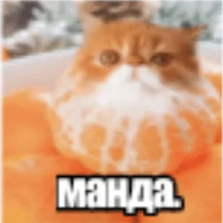 🌟 emoji че за имба стикерпак Telegram sticker 8 of 34