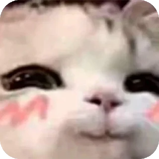 🤲 emoji 👋😸 Miau @MINALESO Telegram sticker 9 of 120