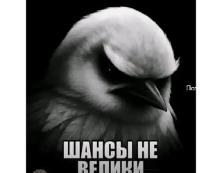 Sticker from BIRDS SWAG @fsticr <- канал