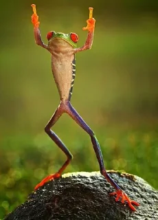 😏 emoji Willy frog Telegram sticker 17 of 23