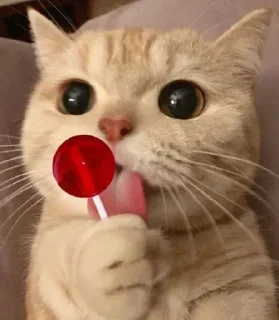 🍭 emoji SANDY GATITA 💋 Steal Pack Telegram sticker 17 of 31