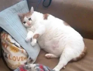 😭 emoji eternamente triste Telegram sticker 22 of 53