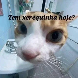 🌟 emoji seu pai de calcinha Telegram sticker 18 of 88