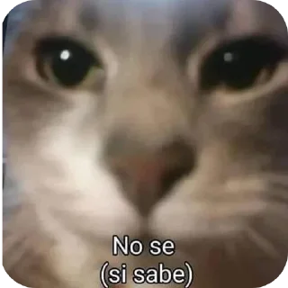 🐱 emoji Isagi_Y Telegram sticker 23 of 114