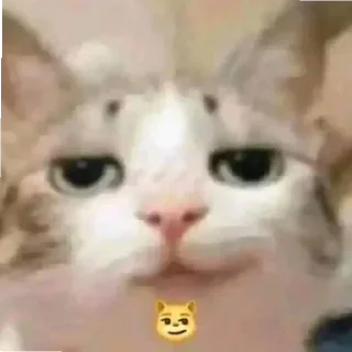 😼 emoji Memis Telegram sticker 24 of 69