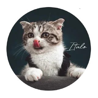😝 emoji O GATO Telegram sticker 8 of 18