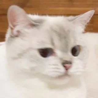 😒 emoji Nana la gatita Telegram sticker 22 of 23