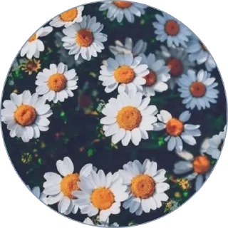 🌼 emoji Arte en Letras 💭🦋 Telegram sticker 19 of 57