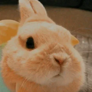 🐇 emoji Já falei que é meu Telegram sticker 6 of 120