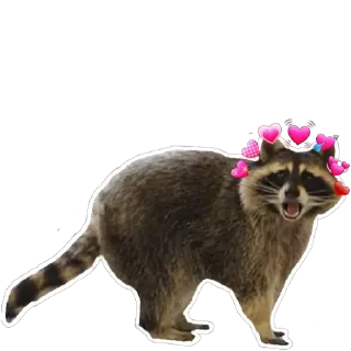 💕 emoji Habēmus Raccoon Telegram sticker 5 of 120