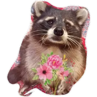 🌸 emoji Habēmus Raccoon Telegram sticker 3 of 120