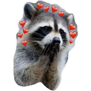 ❤️ emoji Habēmus Raccoon Telegram sticker 6 of 120