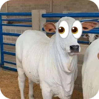 🐄 emoji 𝙖𝙣𝙙 𝙞𝙛 𝙢𝙖𝙮𝙗𝙚... Telegram sticker 16 of 68