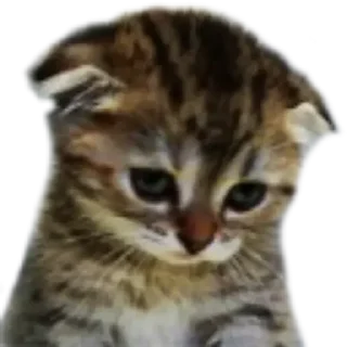😢 emoji raghe 3.0 (@CalsiBot) Telegram sticker 8 of 120