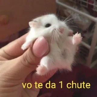 @Sigilo_packs Aleatórios 2 😛