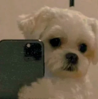 🤳 Já falei que é meu, Telegram sticker 15 of 120