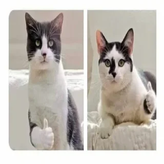 Fuck