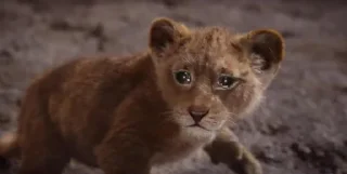 gatinhos triste