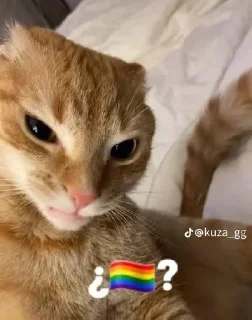 🤨 🤨, стикер Telegram 20 из 23