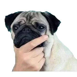 😎 Stickers Memes Pack 17 by Eɪᴅᴀɴ 〄, sticker Telegram 13 sur 50
