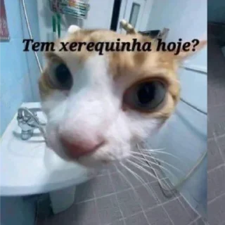 🌝 Flown ama xereca @flownzinofc, стикер Telegram 5 из 9
