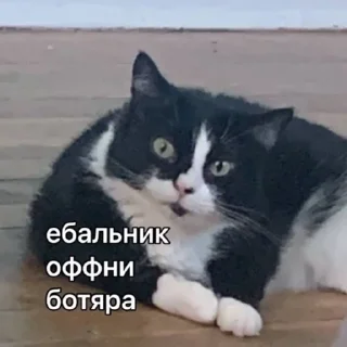 путаны соло