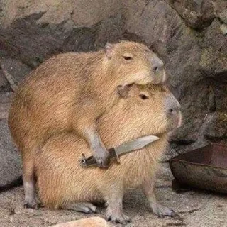 🦔 eres hetero? yo creo que no by @shyguy6, стікер Telegram 9 з 70