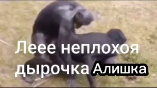 🌟 бунт блуда, стикер Telegram 16 из 19