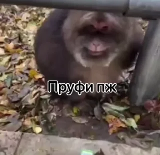🌟 бунт блуда, стикер Telegram 12 из 19
