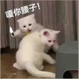 😼 专业出租服务器👉 @ZXIDC888 频道 @HKcloud, стікер Telegram 5 з 66