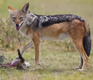 ⚔️ Jackal Stickers, стікер Telegram 11 з 79