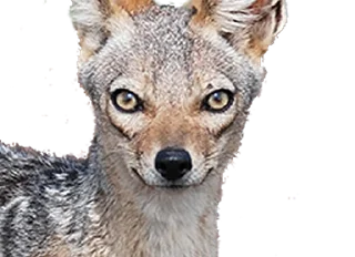 ⛑ Jackal Stickers, стікер Telegram 19 з 79