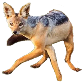 🍗 Jackal Stickers, стікер Telegram 14 з 79