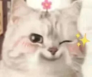 😭 双赢出品 @SY_662, стикер Telegram 22 из 44