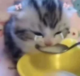 🥲 Chin's pussies collection 🌚, Telegram sticker 8 of 29